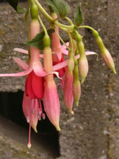 Fuchsia Mrs. W. Rundle 03