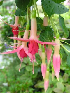 Fuchsia Mrs. W. Rundle 04