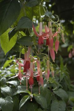 Fuchsia Mrs. W. Rundle 05