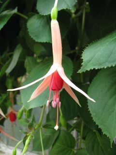 Fuchsia Mrs. W. Rundle 06