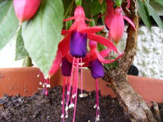 Fuchsia Multa 01