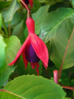 Fuchsia Multa 03