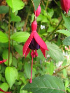 Fuchsia Multa 04