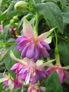 Fuchsia Murrus Arlequin 01