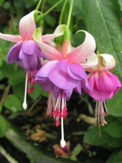 Fuchsia Murrus Arlequin 02