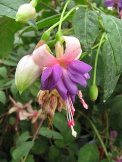 Fuchsia Murrus Arlequin 03