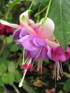 Fuchsia Murrus Arlequin 04