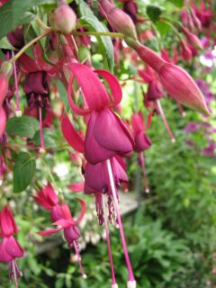 Fuchsia Murrus Birgit Heinke 01