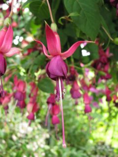 Fuchsia Murrus Birgit Heinke 02