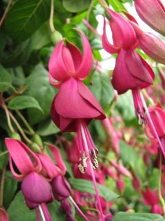 Fuchsia Murrus Birgit Heinke 03