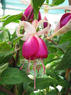 Fuchsia Murrus Schoene von Lichtendorf 01