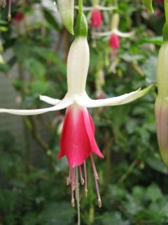 Fuchsia Muscadet 01