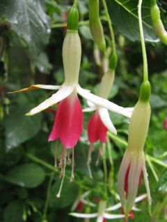 Fuchsia Muscadet 02