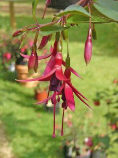 Fuchsienbild Naaldwijk 800 01