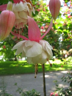 Fuchsienbild Nancy Lou 01