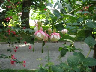 Fuchsienbild Nancy Lou 03