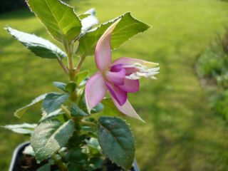 Fuchsienbild Nephle 01