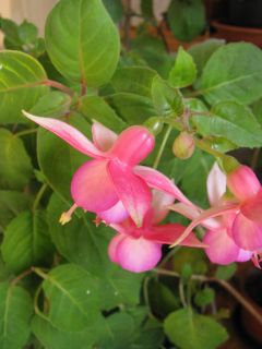 Fuchsienbild Nephele 02