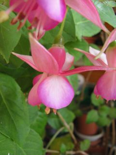 Fuchsienbild Nephele 03