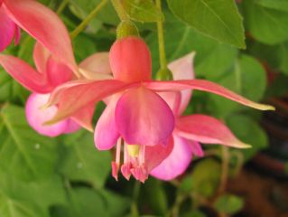 Fuchsienbild Nephele 04