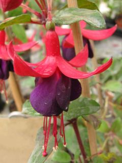 Fuchsienbild Nerino 01