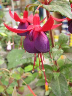 Fuchsienbild Nerino 02