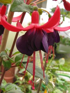 Fuchsienbild Nerino 03