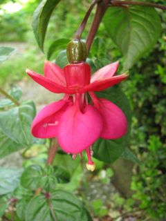 Fuchsienbild Nettala 01