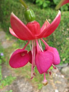 Fuchsienbild Nettala 02