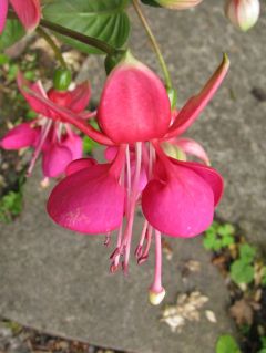 Fuchsienbild Nettala 03