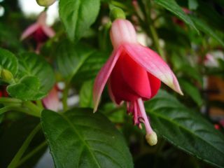 Fuchsienbild Nicis Findling 01