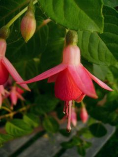 Fuchsienbild Nicis Findling 03