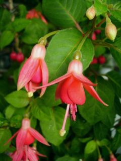 Fuchsienbild Nicis Findling 04