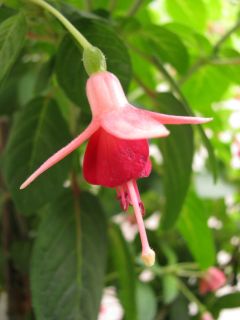 Fuchsienbild Nicis Findling 05