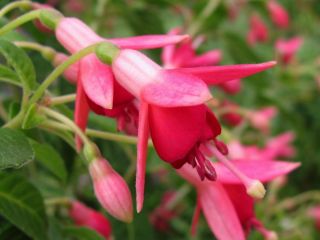 Fuchsia  Nicis Findling 06