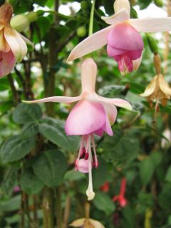 Fuchsienbild Nicky Veermann 01