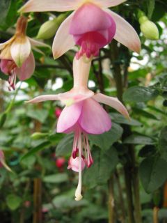 Fuchsienbild Nicky Veermann 02