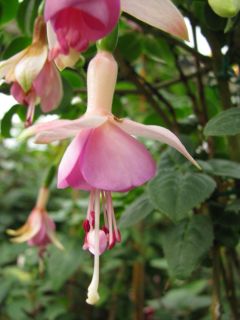 Fuchsienbild Nicky Veermann 03