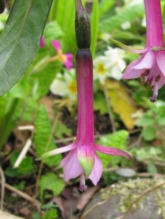 Fuchsienbild Northumbrian Pipes 02