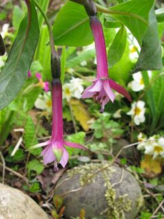 Fuchsienbild Northumbrian Pipes 03