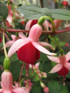 Fuchsienbild Northway 02