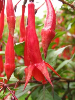 Fuchsia Obergaertner Koch 01