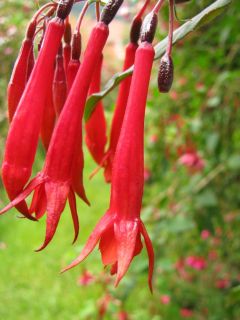 Fuchsia Obergaertner Koch 02