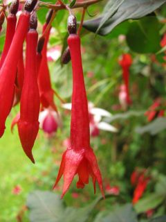 Fuchsia Obergaertner Koch 03