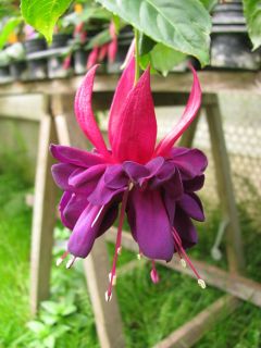 Fuchsia Oldschischi 01