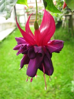 Fuchsia Oldschischi 02