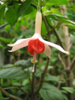 Fuchsia Orange Blossom 01