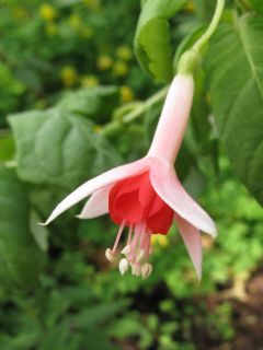 Fuchsia Orange Blossom 02