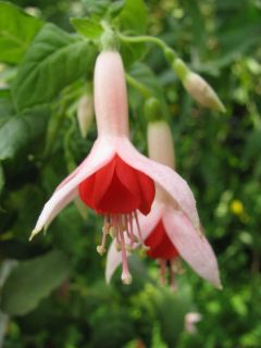 Fuchsia Orange Blossom 03