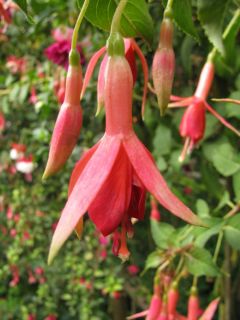 Fuchsia Orange Glow 02